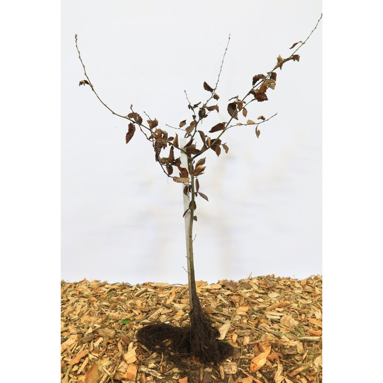 Avenbok – Carpinus betulus - 80-120 CM bare root 1/1
